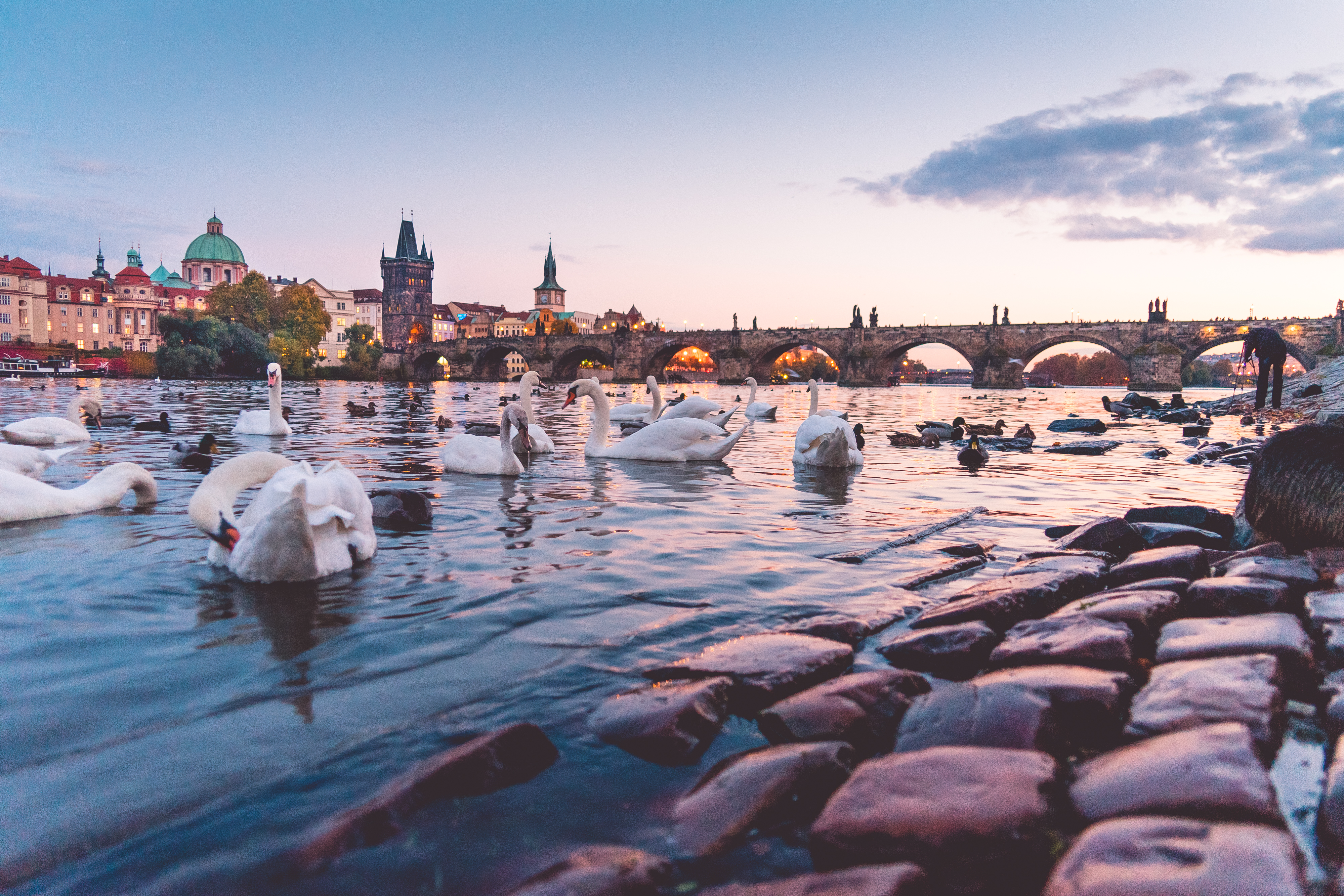Swans in Lesser Town in Prague near Charles Bridge. A Top Instagram Spot in Prague. © photo by Viktor Hanacek