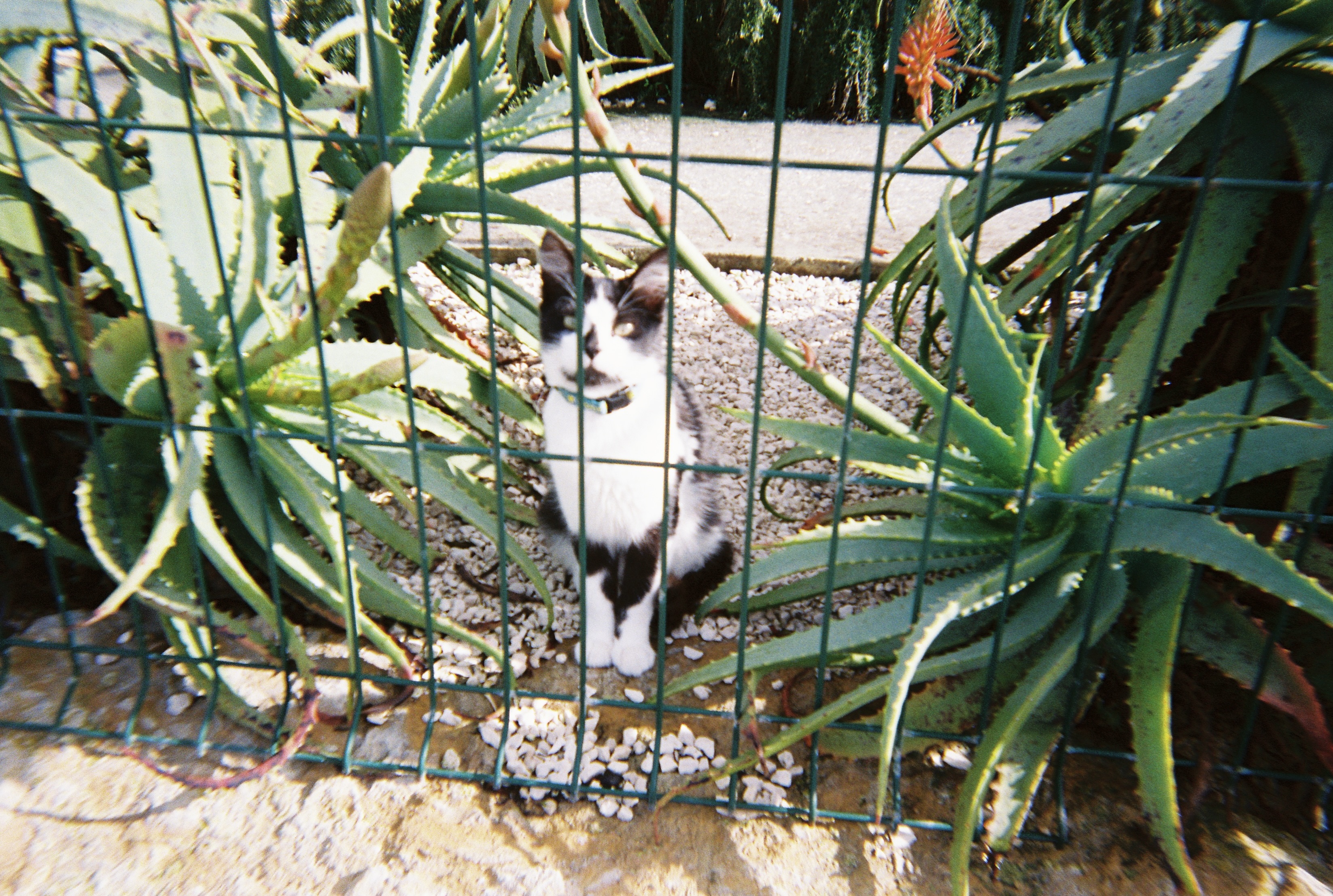 Ericeira Cats
